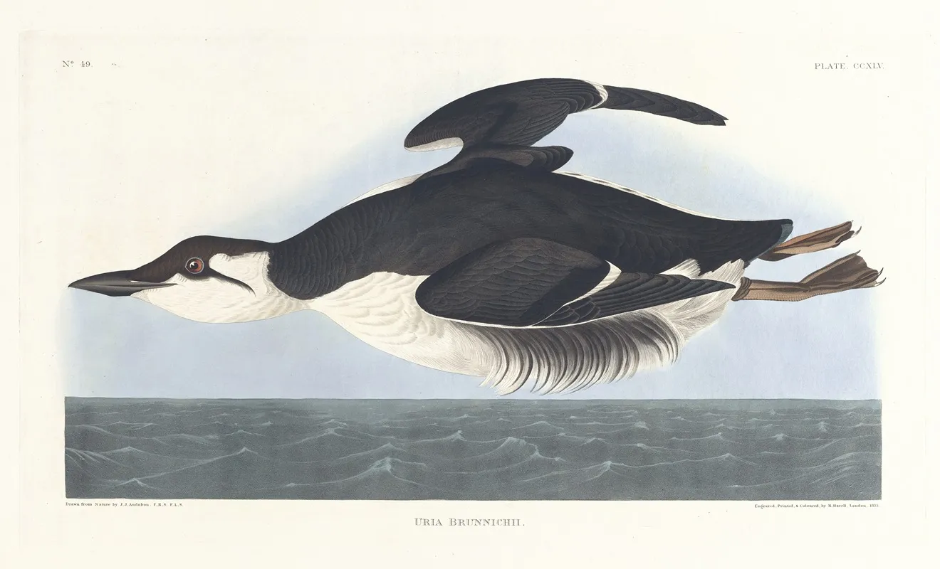 Uria Brunnichii Wall Art by John James Audubon - High-Resolution Digital Print