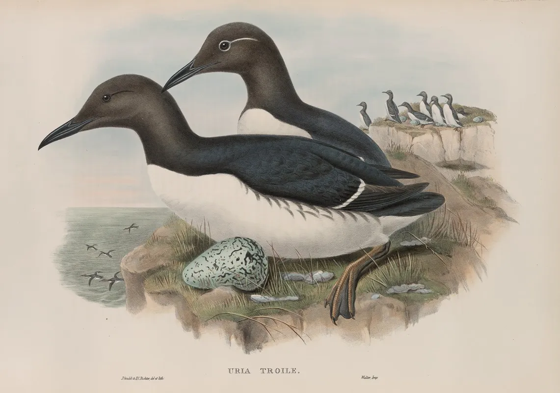 Uria Troile Common Guillemot Wall Art by John Gould - High-Resolution Digital Print