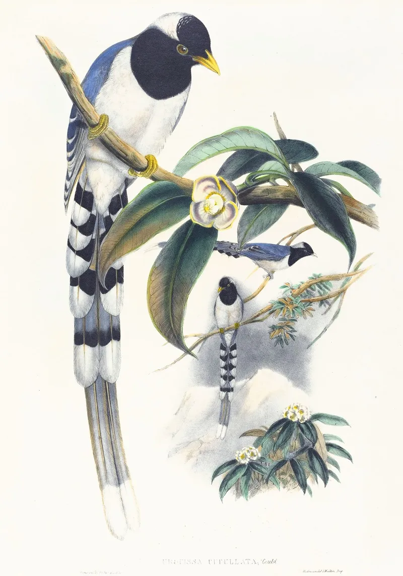 Urocissa Cucullata Wall Art by John Gould - High-Resolution Digital Print