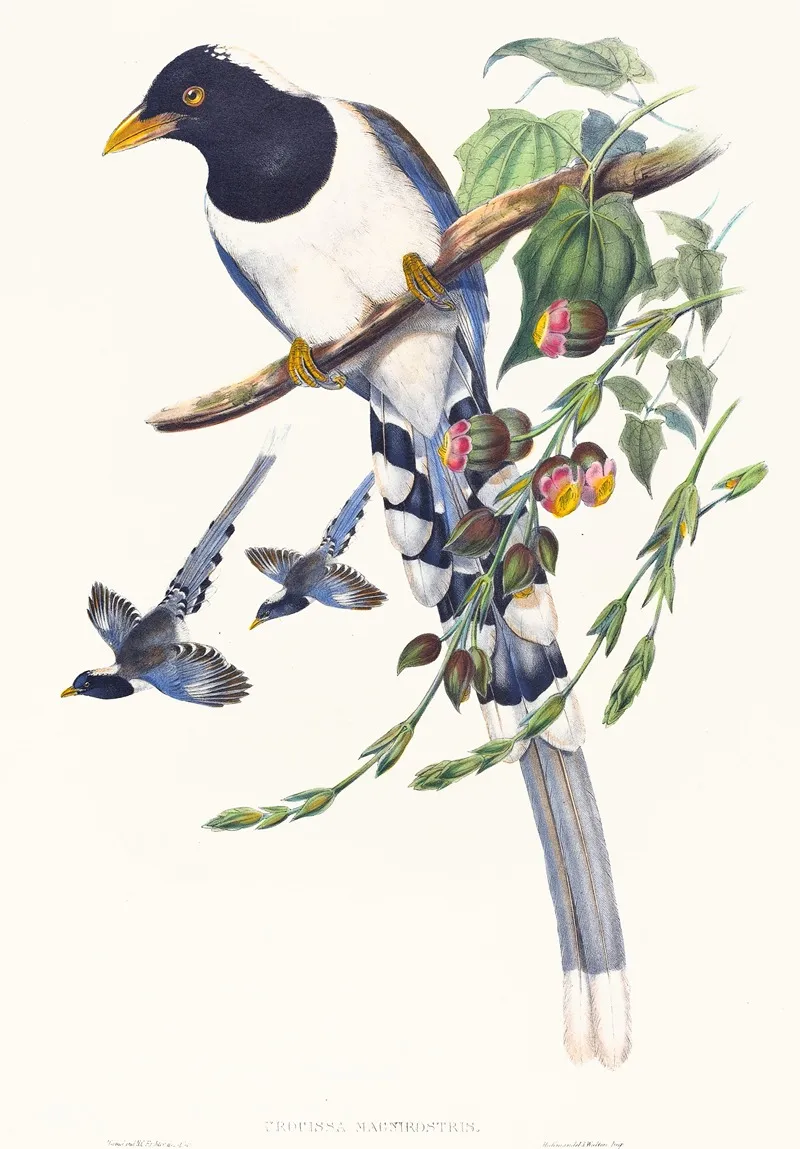 Urocissa Magnirostris Wall Art by John Gould - High-Resolution Digital Print