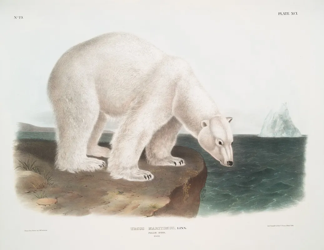 Ursus Maritimus Polar Bear Male Wall Art by John Woodhouse Audubon - High-Resolution Digital Print