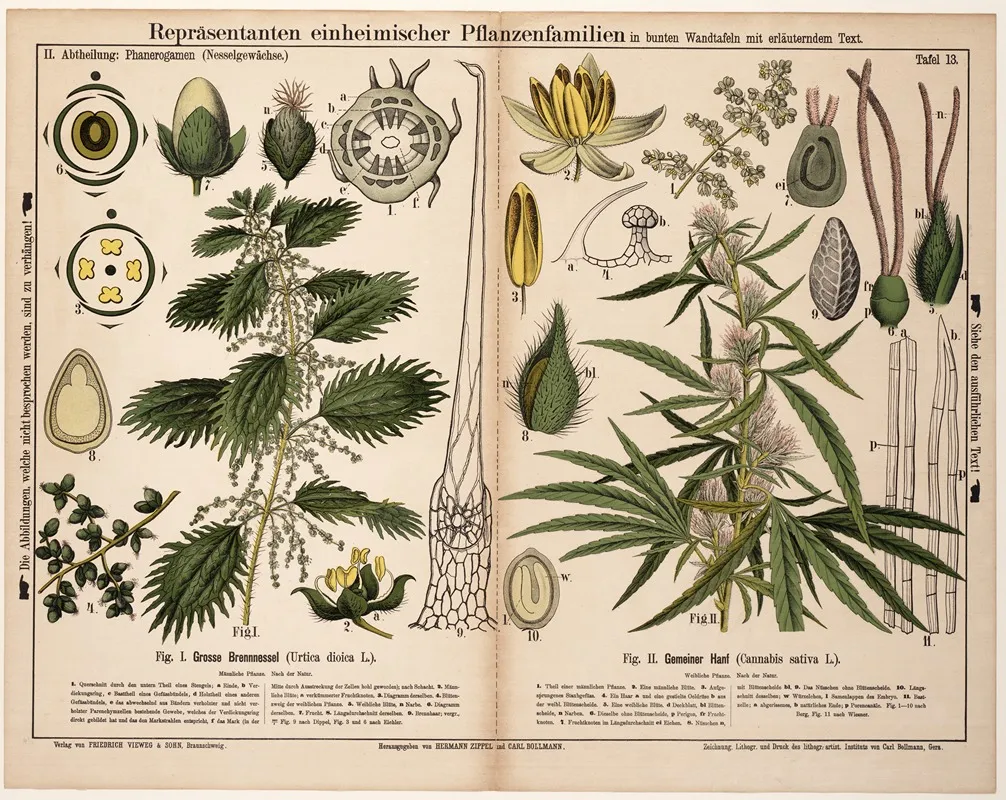 Urtica Dioica Cannabis Sativa Brandnetel Hennep Wall Art by Hermann Zippel - High-Resolution Digital Print