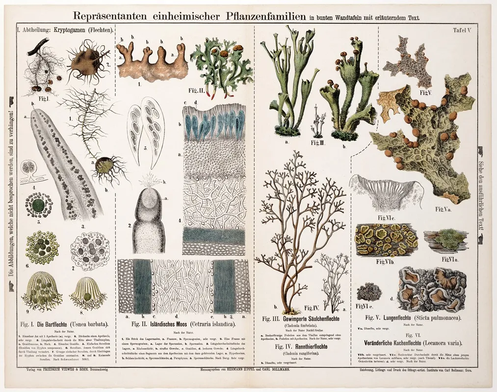 Usnea Barbata Cetraria Islandica Cladonia Fimbriata Cladonia Rangiferina Sticta Pulmonacea Lecanora Varia Wall Art by Hermann Zippel - High-Resolution Digital Print