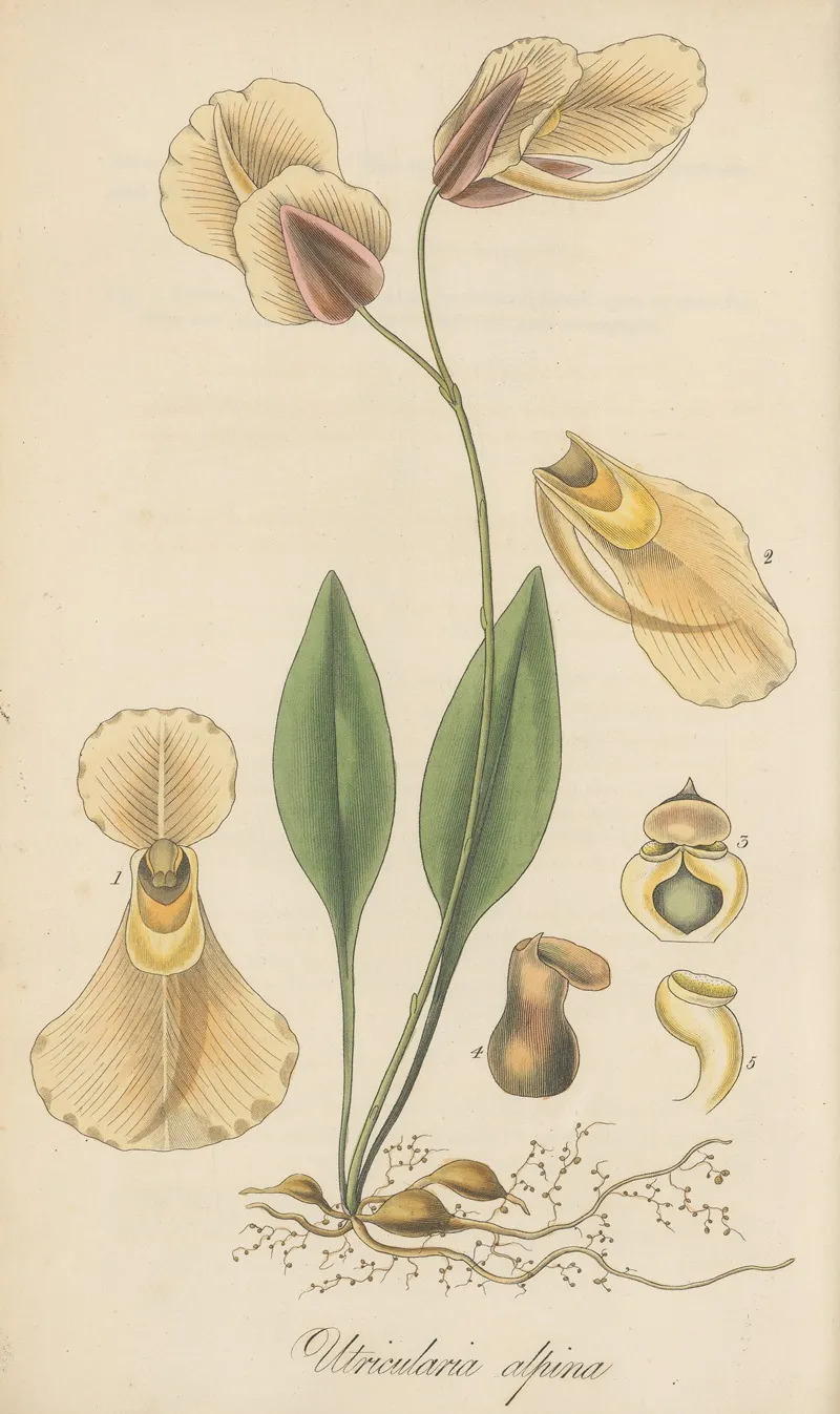 Utricularia Alpina Wall Art by William Jackson Hooker - High-Resolution Digital Print