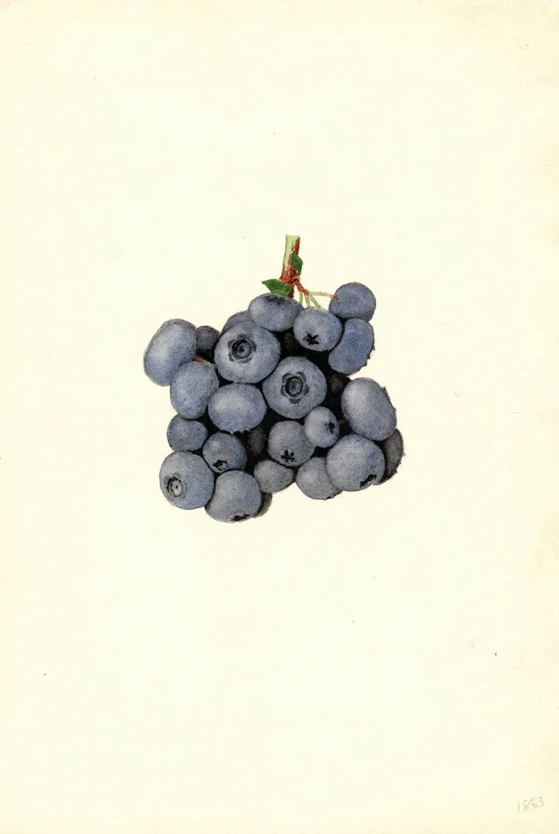 Vaccinium Corymbosum Stanley Wall Art by James Marion Shull - High-Resolution Digital Print