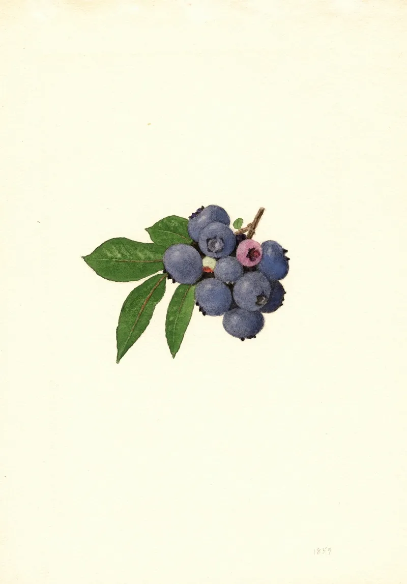 Vaccinium Corymbosum Weymouth Wall Art by James Marion Shull - High-Resolution Digital Print