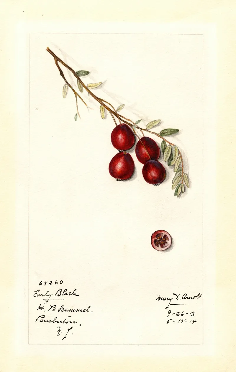 Vaccinium Macrocarpon Early Black Wall Art by Mary Daisy Arnold - High-Resolution Digital Print