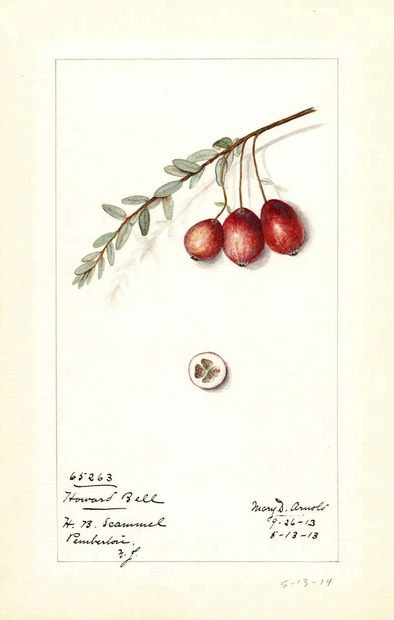 Vaccinium Macrocarpon Howard Bell Wall Art by Mary Daisy Arnold - High-Resolution Digital Print