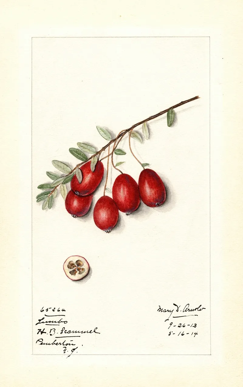 Vaccinium Macrocarpon Jumbo Wall Art by Mary Daisy Arnold - High-Resolution Digital Print