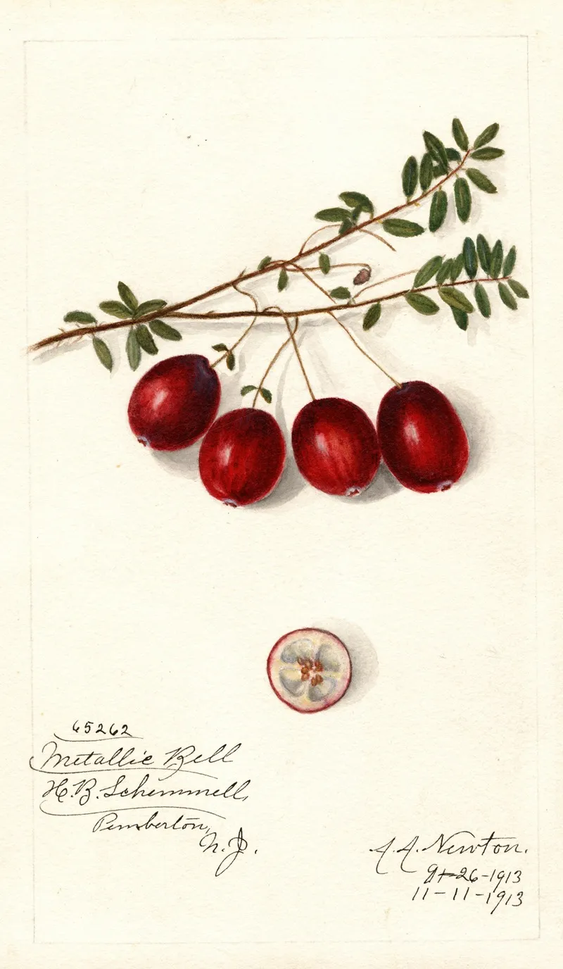Vaccinium Macrocarpon Metallic Bell Wall Art by Amanda Almira Newton - High-Resolution Digital Print