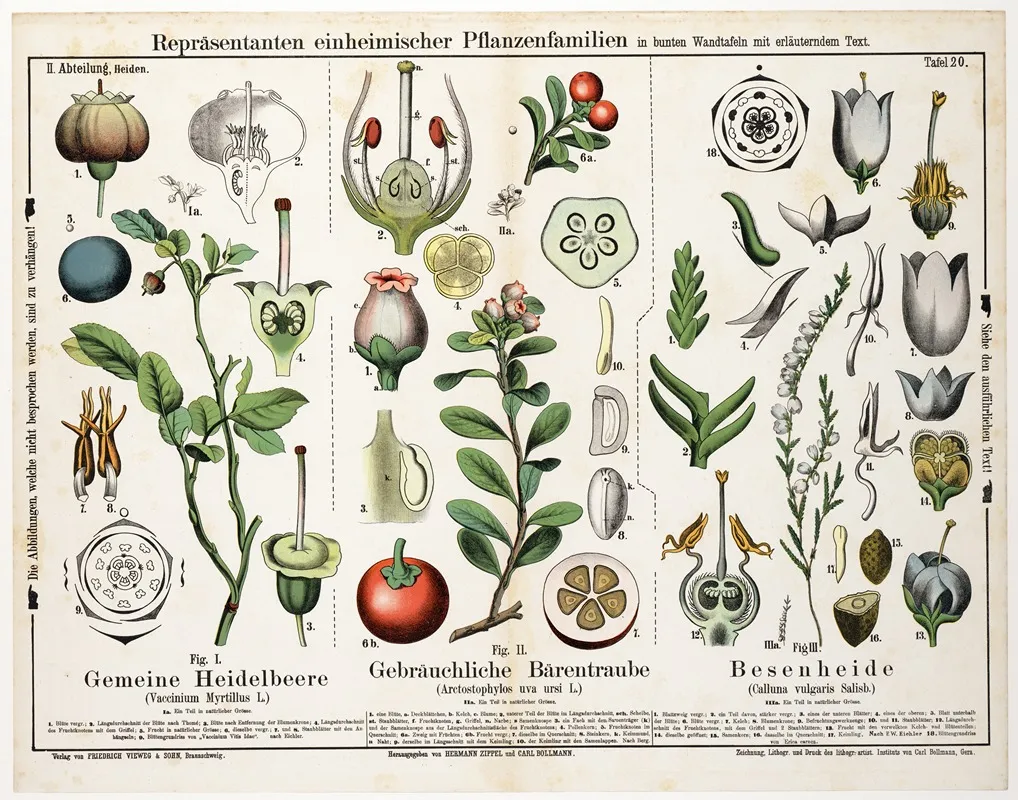 Vaccinium Myrtillus Arctostaphylos Uva Ursi Calluna Vulgaris Wall Art by Hermann Zippel - High-Resolution Digital Print