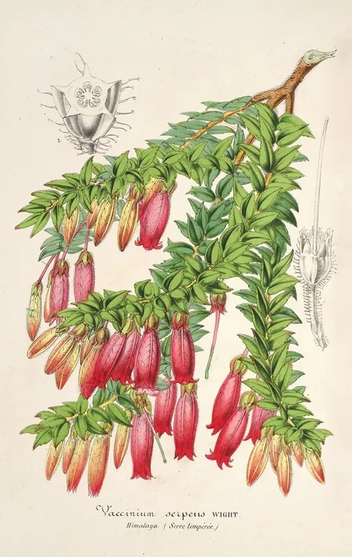 Vaccinium Serpens Wall Art by Charles Antoine Lemaire - High-Resolution Digital Print