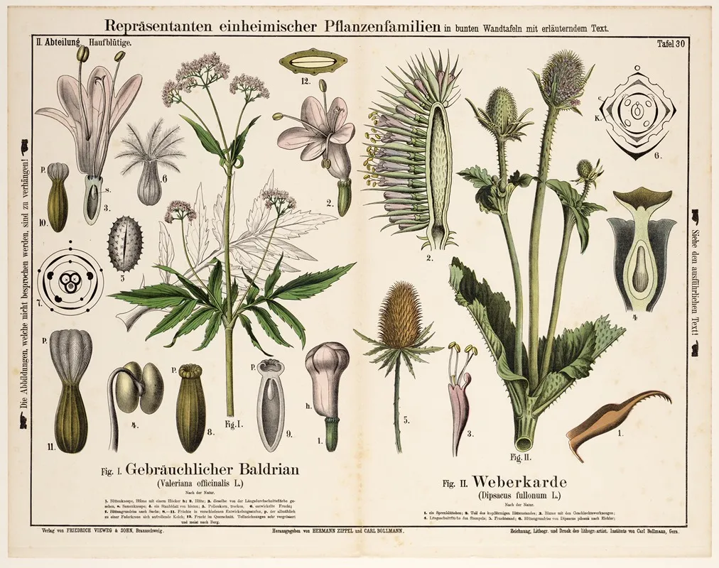 Valeriana Officinalis Dipsacus Fullonum Valeriaan Grote Kaardebol Wall Art by Hermann Zippel - High-Resolution Digital Print
