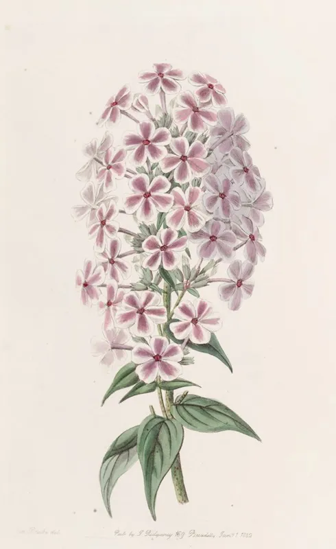 Van Houttes Phlox Wall Art by Sydenham Edwards - High-Resolution Digital Print