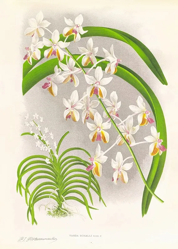 Vanda Boxalli Wall Art by Jean Jules Linden - High-Resolution Digital Print