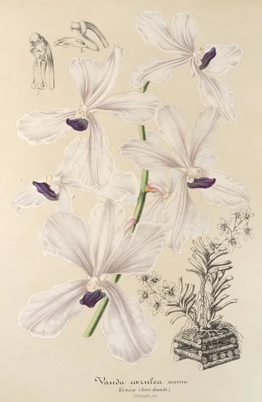 Vanda Caerulea Wall Art by Charles Antoine Lemaire - High-Resolution Digital Print