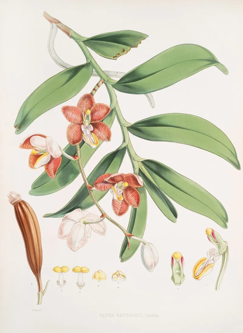 Vanda Cathcarti Lindley 2 Wall Art by Walter Hood Fitch - High-Resolution Digital Print