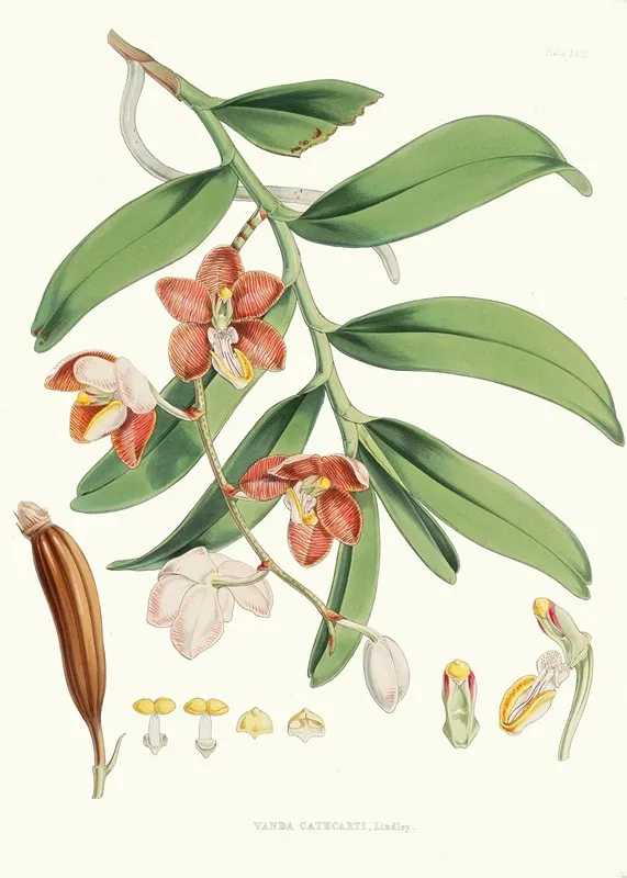 Vanda Cathcarti Lindley Wall Art by Walter Hood Fitch - High-Resolution Digital Print
