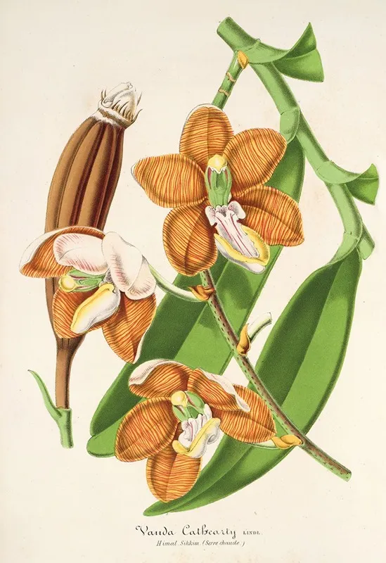 Vanda Cathearty Wall Art by Charles Antoine Lemaire - High-Resolution Digital Print
