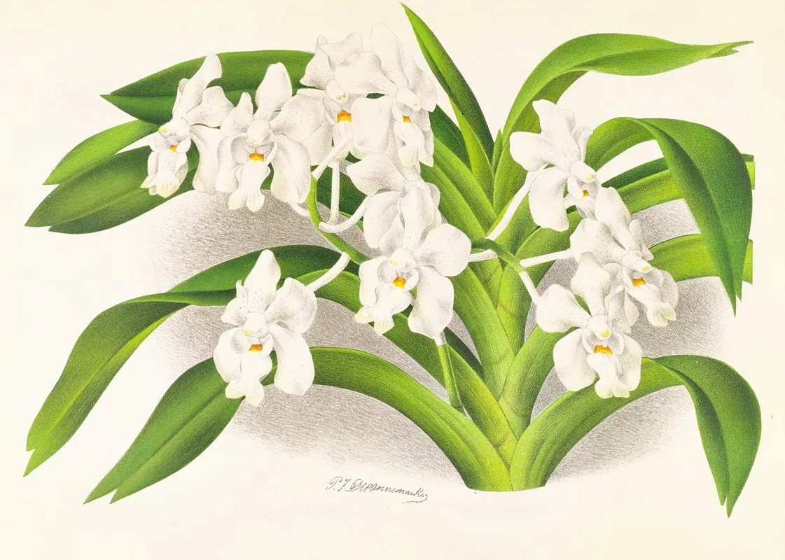 Vanda Denisoniana Wall Art by Jean Jules Linden - High-Resolution Digital Print