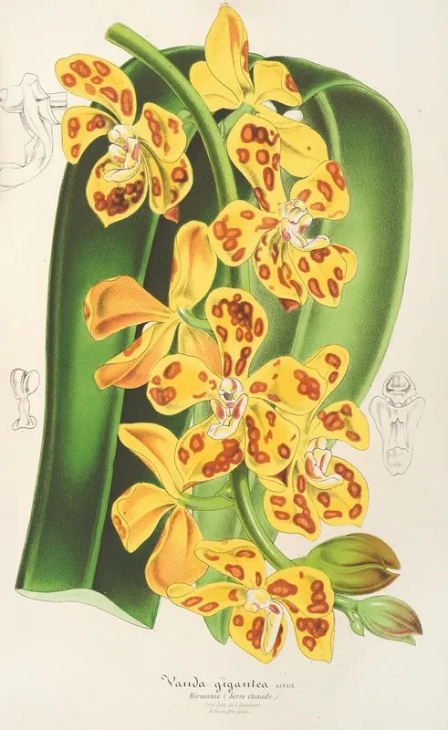 Vanda Gigantea Wall Art by Charles Antoine Lemaire - High-Resolution Digital Print