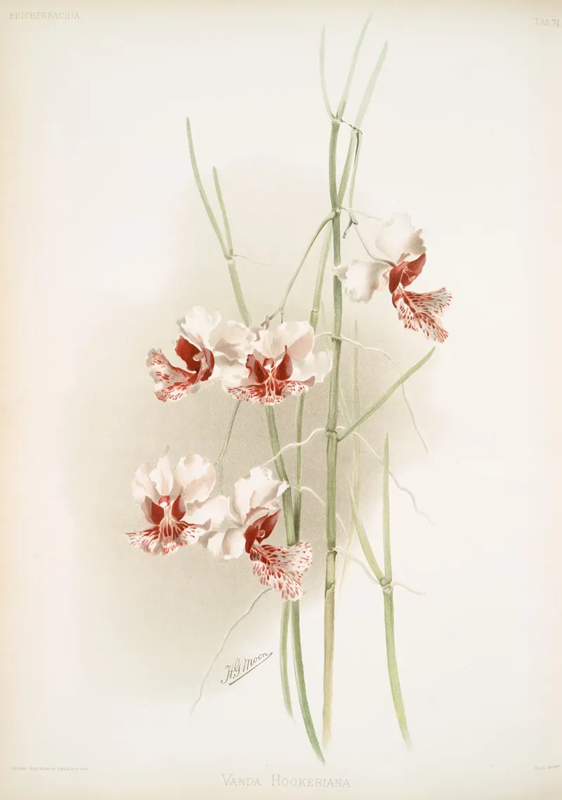 Vanda Hookeriana Wall Art by Frederick Sander - High-Resolution Digital Print