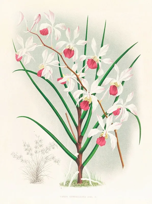 Vanda Kimballiana Wall Art by Jean Jules Linden - High-Resolution Digital Print