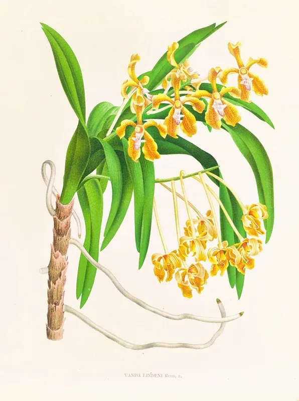 Vanda Lindeni Wall Art by Jean Jules Linden - High-Resolution Digital Print