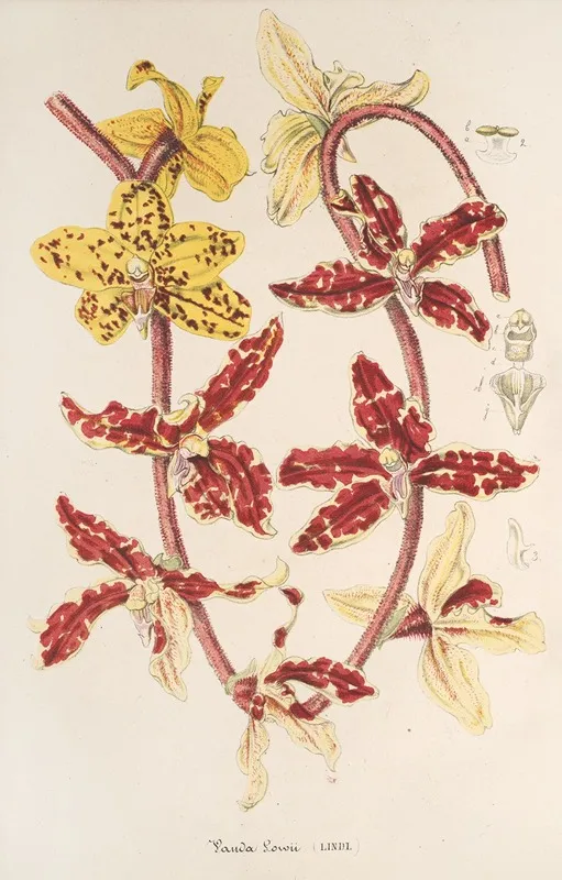 Vanda Lowii Lindl Wall Art by Charles Antoine Lemaire - High-Resolution Digital Print
