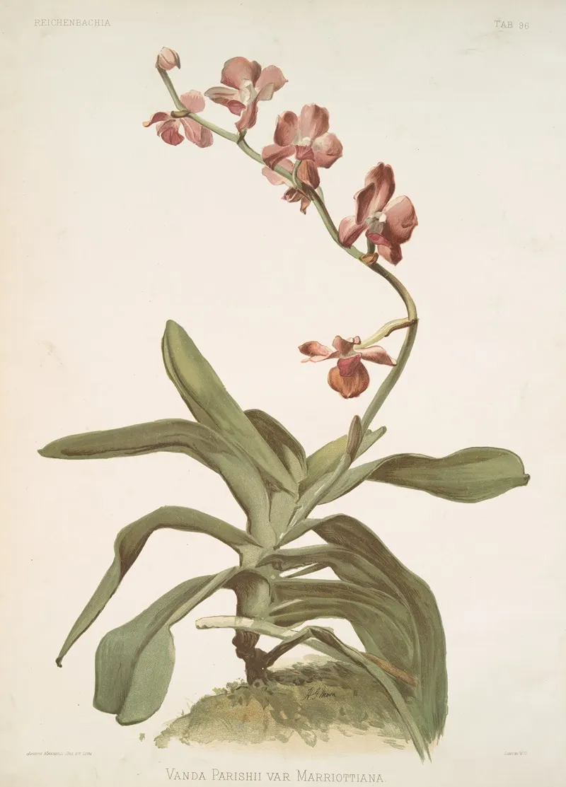 Vanda Parishii Var Marriottiana Wall Art by Frederick Sander - High-Resolution Digital Print