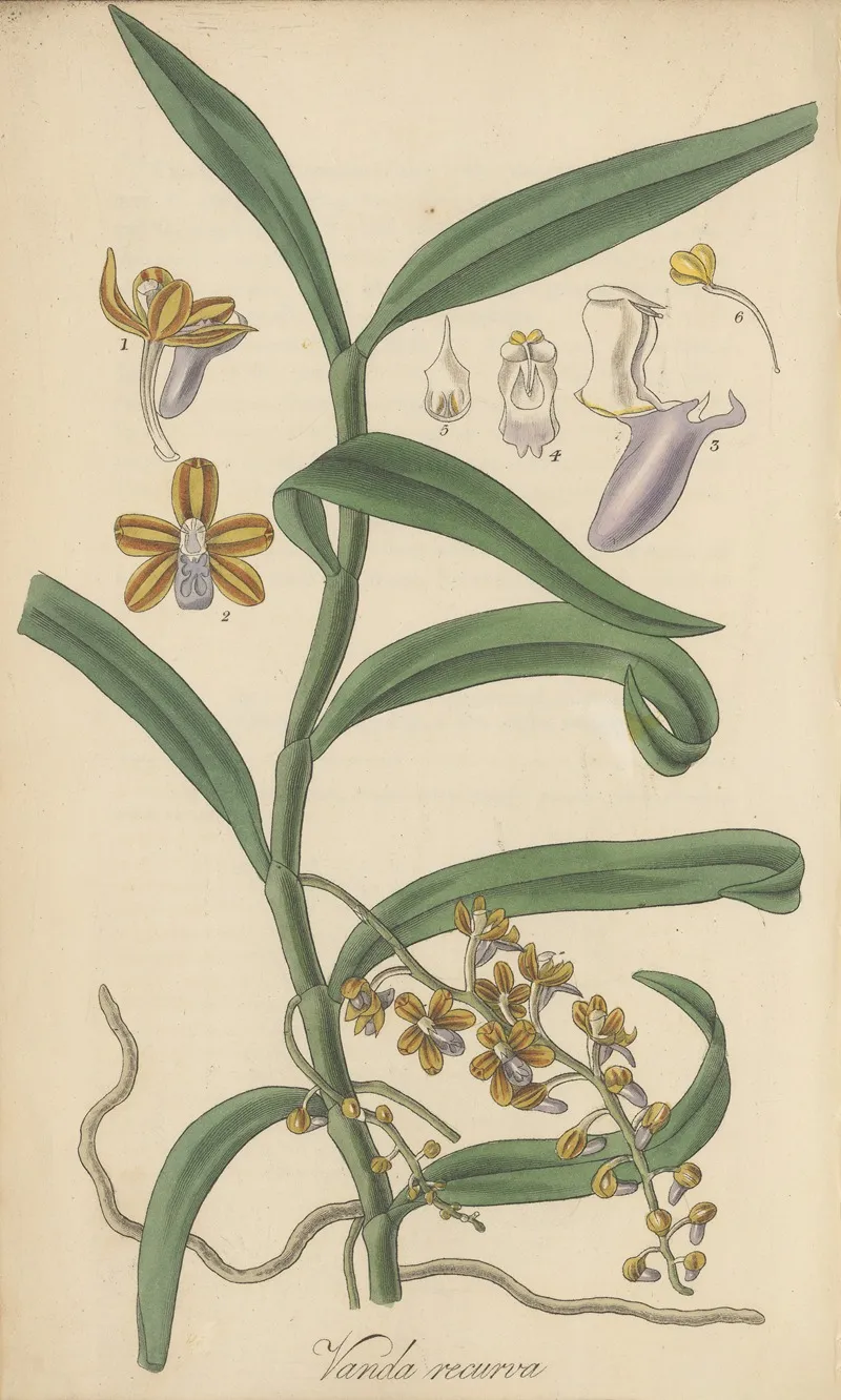 Vanda Recurva Wall Art by William Jackson Hooker - High-Resolution Digital Print