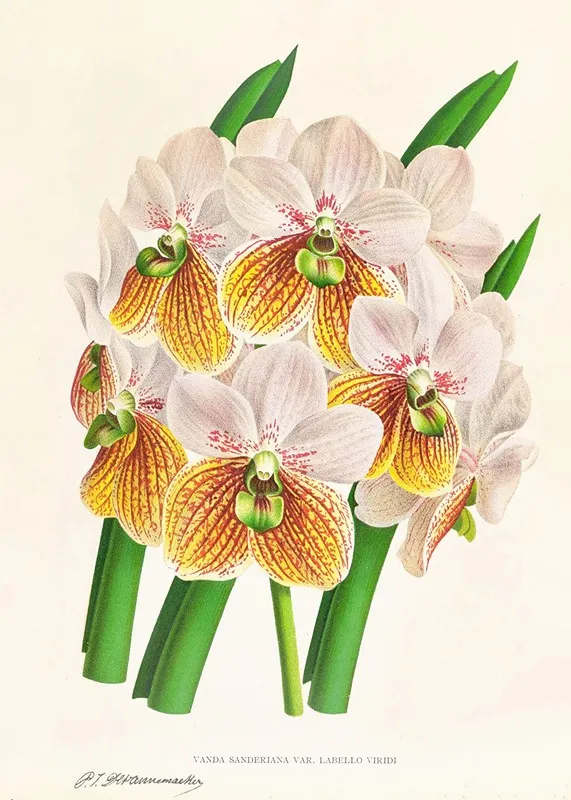 Vanda Sanderiana Var Labello Viridi Wall Art by Jean Jules Linden - High-Resolution Digital Print