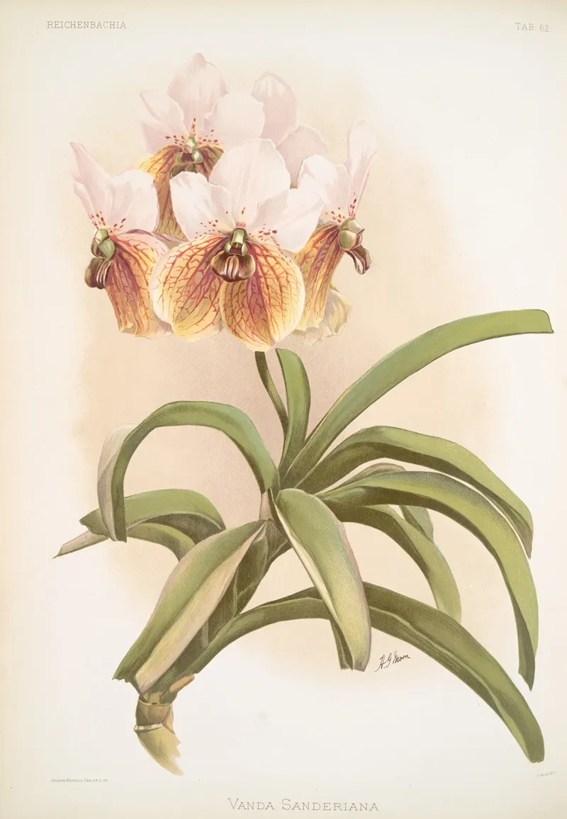 Vanda Sanderiana Wall Art by Frederick Sander - High-Resolution Digital Print