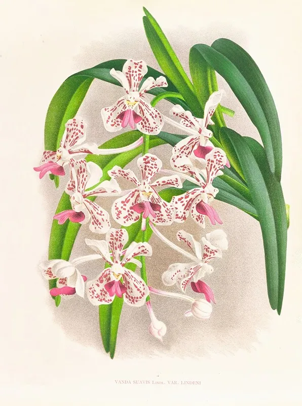 Vanda Suavis 2 Wall Art by Jean Jules Linden - High-Resolution Digital Print