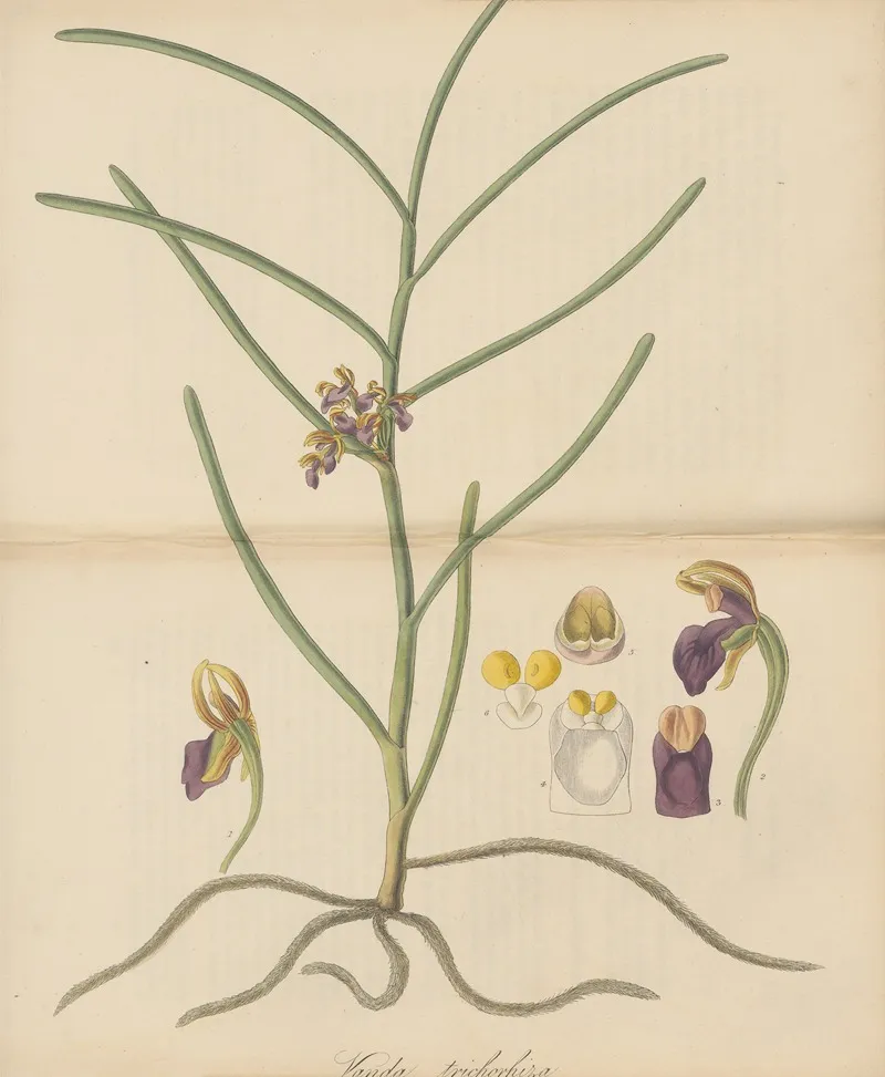 Vanda Trichorhiza Wall Art by William Jackson Hooker - High-Resolution Digital Print