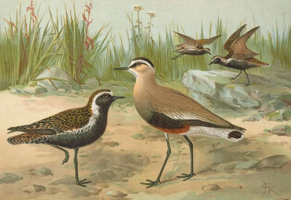 Vanellus Gregarius Pall Charadrius Dominicus St Muller Wall Art by Johann Friedrich Naumann - High-Resolution Digital Print