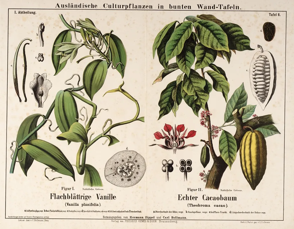 Vanilla Planifolia Theobroma Cacao Vanilleplant Cacaoboom Wall Art by Hermann Zippel - High-Resolution Digital Print