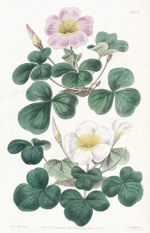 Variable Oxalis Wall Art by Sydenham Edwards - High-Resolution Digital Print