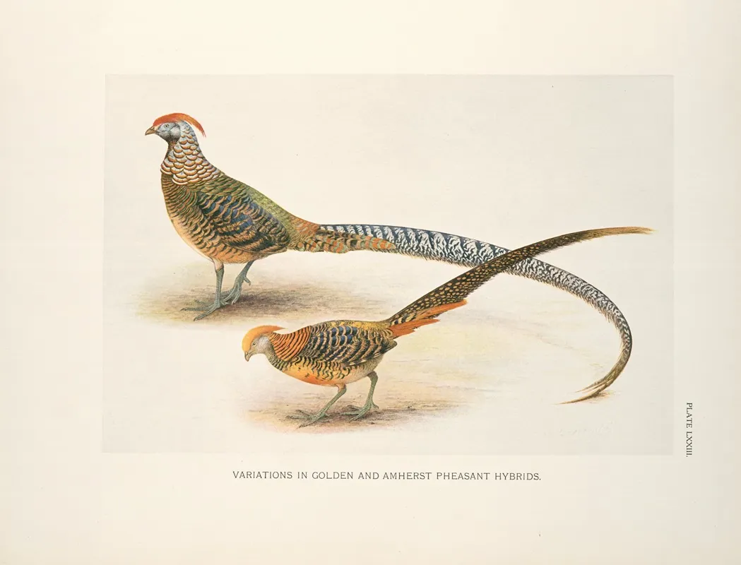 Variations In Golden And Amherst Pheasant Hybrids Wall Art by Henrik Gronvold - High-Resolution Digital Print