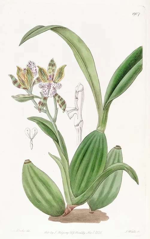 Variegated Aspasia Wall Art by Sydenham Edwards - High-Resolution Digital Print