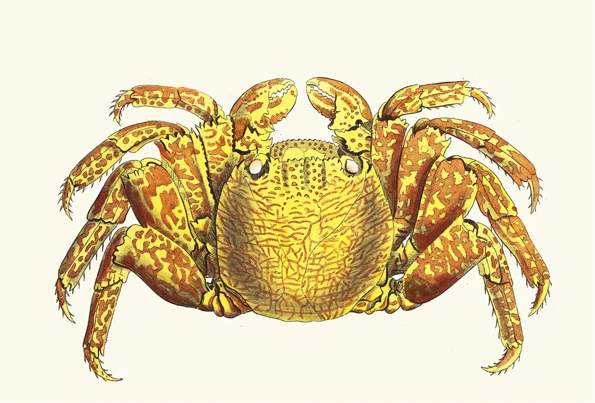 Variegated Crab Wall Art by George Shaw - High-Resolution Digital Print