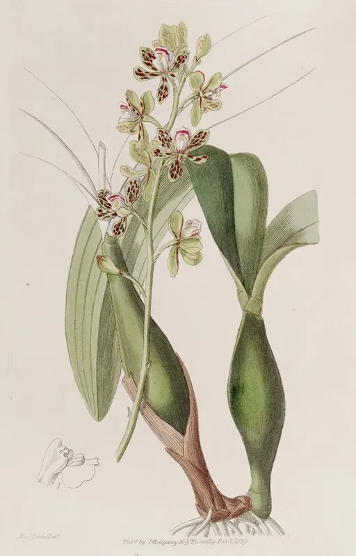 Variegated Epidendrum Wall Art by Sydenham Edwards - High-Resolution Digital Print