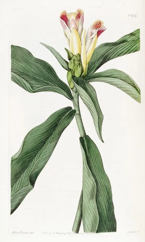 Variegated Flowered Costus Wall Art by Sydenham Edwards - High-Resolution Digital Print