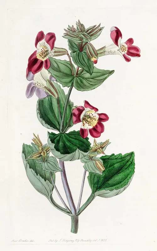 Variegated Monkey Flower Wall Art by Sydenham Edwards - High-Resolution Digital Print