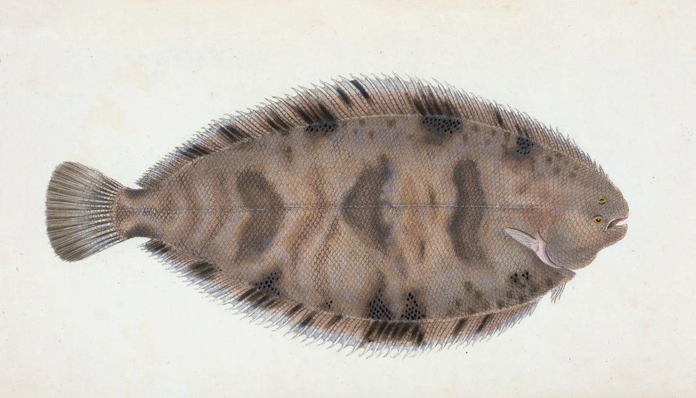 Variegated Sole Pleuronectes Variegatus Wall Art by Edward Donovan - High-Resolution Digital Print