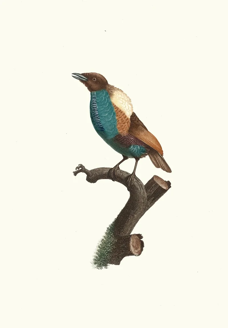 Variete Du Magnifique Wall Art by Jacques Barraband - High-Resolution Digital Print