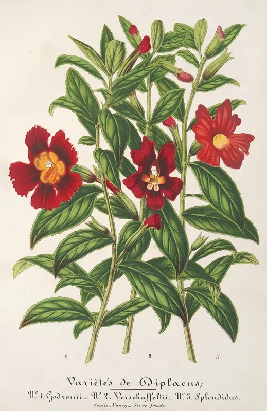Varietes De Diplacus Wall Art by Charles Antoine Lemaire - High-Resolution Digital Print