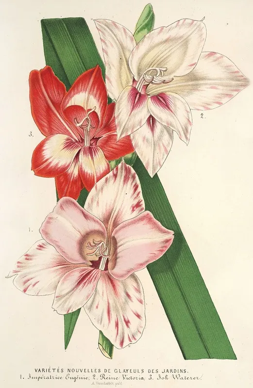 Varietes Nouvelles De Glayeuls Des Jardins Wall Art by Charles Antoine Lemaire - High-Resolution Digital Print