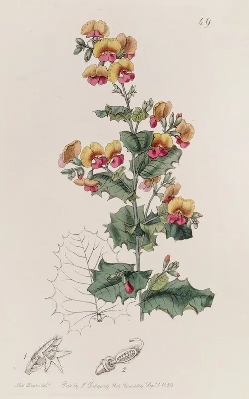 Various Leaved Chorozema Wall Art by Sydenham Edwards - High-Resolution Digital Print