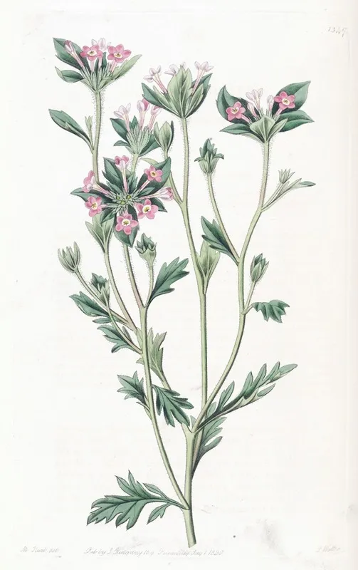 Various Leaved Collomia Wall Art by Sydenham Edwards - High-Resolution Digital Print